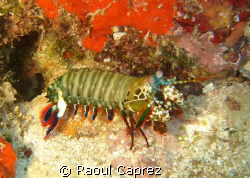 mantis shrimp going for a walk by Raoul Caprez 